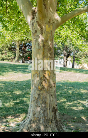 Un Américain, Sycomore Platanus occidentalis, avec son tronc de déroulage en été dans la région de Wichita, Kansas, États-Unis. Banque D'Images