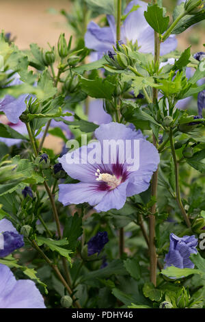 Hibiscus syriacus 'MARINA'. Rose de Sharon 'MARINA' fleurit Banque D'Images