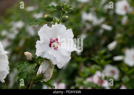 Hibiscus syriacus SUP'COEUR / Minomb. Rose de Sharon. Fleurs Hibiscus syriacus Pinky Spot Banque D'Images