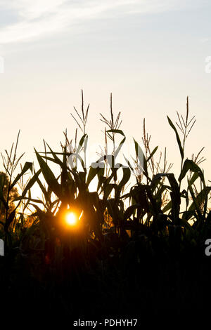 Zea mays. Silhouette champ de maïs / Maïs poussant dans la campagne de l'Oxfordshire au lever du soleil. UK Banque D'Images