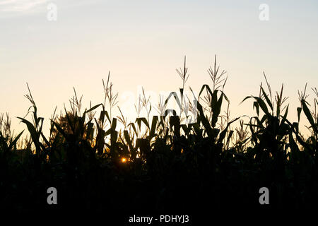 Zea mays. Silhouette champ de maïs / Maïs poussant dans la campagne de l'Oxfordshire au lever du soleil. UK Banque D'Images