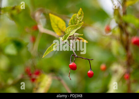 Fruits rouges toxiques Solanum dulcamara morelle de woody Banque D'Images