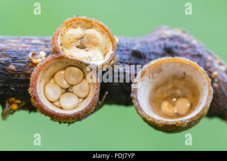 White Bird's Nest champignon (Crucibulum laeve) avec les fructifications en forme d'oeuf à l'intérieur du nid peridioles ''. Banque D'Images