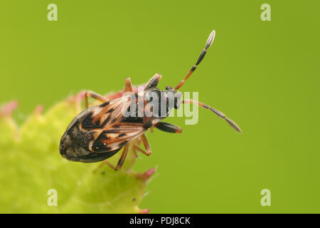 Scolopostethus thomsoni bug perché sur l'ortie. Tipperary, Irlande Banque D'Images