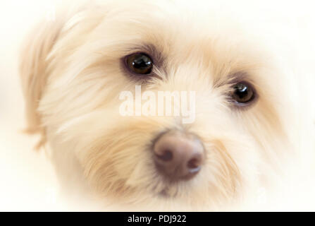 Close up d'un chiot Bichon Havanais face Banque D'Images