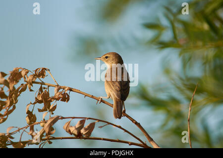 Blyth's reed warbler (Acrocephalus dumetorum) siège de la moitié-tourné sur une branche sèche de willow près du nid. Banque D'Images