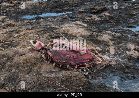 Restes de tortue sur plage, Paphos, Chypre Banque D'Images
