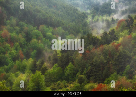 Forêt d'automne paysage en couleurs orange et vert Banque D'Images