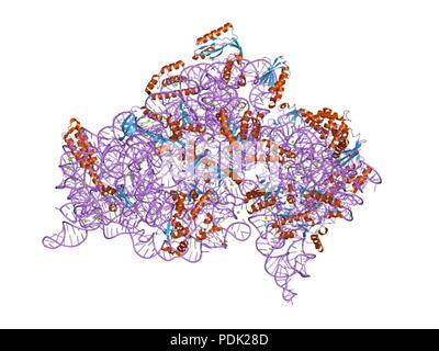 53 PDB 1EBI IBM Banque D'Images