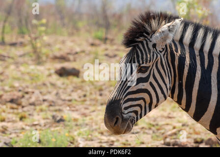 Zebra tête portrait avec l'herbe d'anthracite dans la bouche Banque D'Images