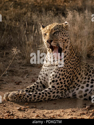 Profil d'un Leopard lécher son propre visage en Namibie Banque D'Images