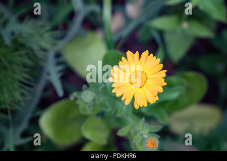 Fleur de calendula sur un fond naturel foncé Banque D'Images