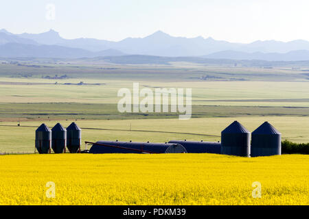 Silo à grains et des champs de colza en fleurs dans un paysage des prairies rurales avec les Rocheuses en arrière-plan, près de Pincher Creek, Alberta, Canada Banque D'Images