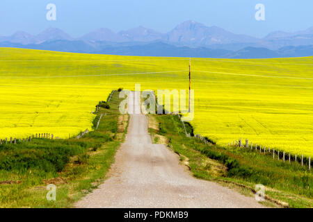 Un pays rural pittoresque paysage route jaune entourée d'un champ de canola en pleine floraison à Pincher Creek, Alberta, Canada. Banque D'Images