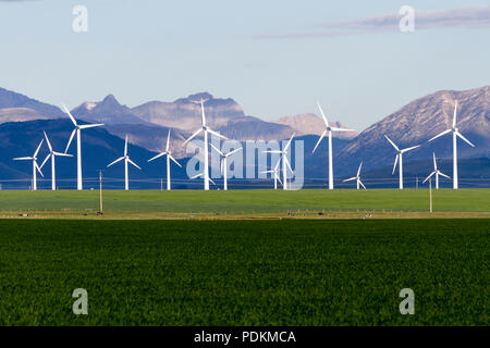 Production d'énergie éolienne dans un champ avec les Rocheuses en arrière-plan à Pincher Creek, Alberta, Canada. Banque D'Images