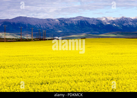 Vue sur un champ de canola avec les Rocheuses en arrière-plan, près de Pincher Creek, en Alberta, Canada. Banque D'Images