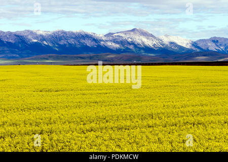 Vue d'un champ de colza en fleur jaune avec les Rocheuses en arrière-plan, près de Pincher Creek, en Alberta, Canada. Banque D'Images