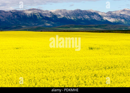 Vue d'un champ de colza en fleur jaune avec les Rocheuses en arrière-plan, près de Pincher Creek, en Alberta, Canada. Banque D'Images