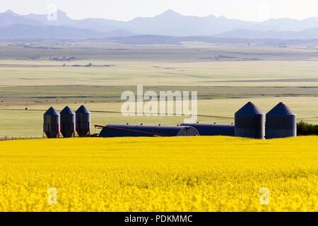 Silo à grains et des champs de colza en fleurs dans un paysage des prairies rurales avec les Rocheuses en arrière-plan, près de Pincher Creek, Alberta, Canada Banque D'Images