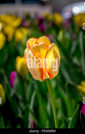 Golden tulipe jaune avec bordure rouge Banque D'Images