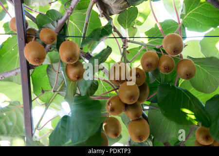 Kiwis verts mûrissent sur un arbre. Kiwis sur une branche. En bonne santé. Riche en vitamines. Banque D'Images