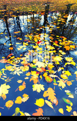 Automne feuilles flottant dans l'eau sur la réflexion des silhouettes d'arbres sur la rive Banque D'Images