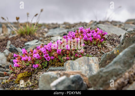 Belles fleurs roses délicates de saxifrage à feuilles opposées (Saxifraga oppositifolia) croissant sur des pierres dans les montagnes close up Banque D'Images