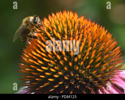 Une abeille (Apis mellifera) Fourrages pour le nectar et le pollen sur une ou l'échinacée (Echinacea echinacea purpura). Bedgebury Forêt, Hawkhurst, Kent, UK. Banque D'Images
