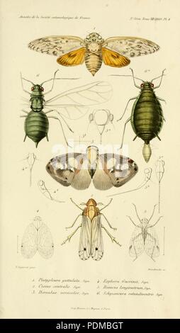 Annales de la Société entomologique de France (Pl. 4) Banque D'Images