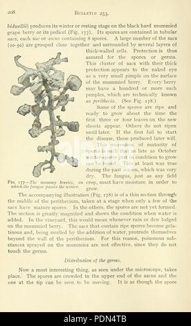 Rapport annuel de l'Université Cornell, Ithaca Poste de l'expérience agricole, N.Y (page 208) Banque D'Images