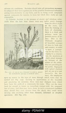 Rapport annuel de l'Université Cornell, Ithaca Poste de l'expérience agricole, N.Y (page 310) Banque D'Images