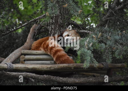 Le panda rouge se détendre dans un arbre à l'Sedgwick County Zoo à Wichita, KS Banque D'Images