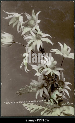 17, 1908 Fleur de flanelle australienne (8286885126) Banque D'Images
