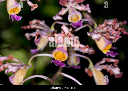 Orchidées avec fond sombre Banque D'Images