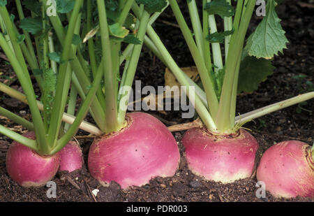 Navets 'PURPLE TOP WHITE GLOBE' (Brassica rapa. Groupe RAPIFERA) BRASSICACEAE Banque D'Images