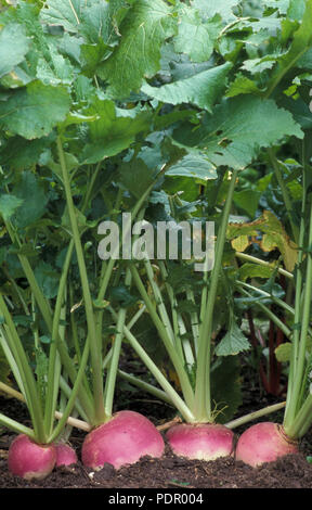 Navets 'PURPLE TOP WHITE GLOBE' (Brassica rapa. Groupe RAPIFERA) BRASSICACEAE Banque D'Images