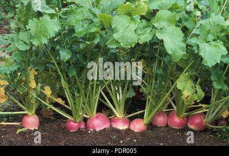 Navets 'PURPLE TOP WHITE GLOBE' (Brassica rapa. Groupe RAPIFERA) BRASSICACEAE Banque D'Images