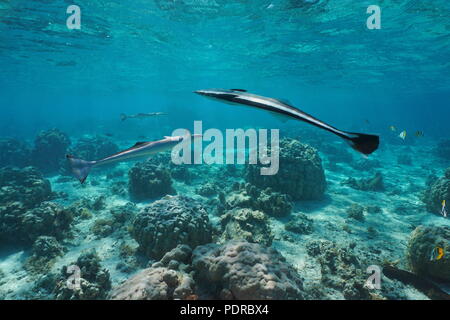 Remora poissons vivent, Echeneis naucrates sharksucker, sous-marin de coraux dans le lagon, l'océan Pacifique, Polynésie Française Banque D'Images