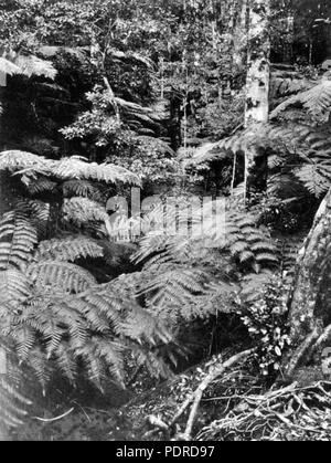 114 Archives de l'État du Queensland 421 Morans Creek Parc National de Lamington Ullenhall Shire Septembre 1933 Banque D'Images