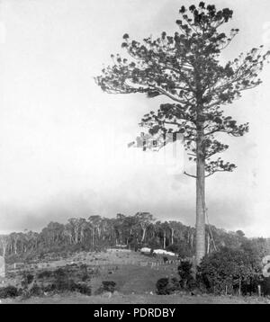 114 427 Archives de l'État du Queensland OReillys Rainforest Guesthouse Lamington National Park Road Via Canungra Ullenhall Shire c 1933 Banque D'Images