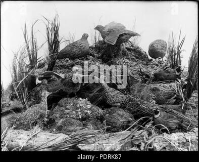 99 Cailles (9013522937) Banque D'Images