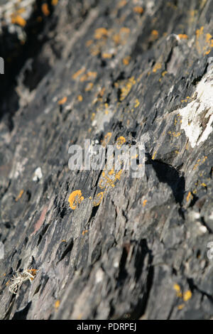 Lichen jaune poussant sur des rochers en Ecosse, Dumfries et Gallowa Banque D'Images