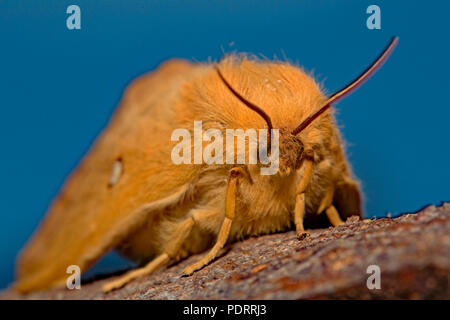 Oak eggar moth, femme, Lasiocampa quercus Banque D'Images