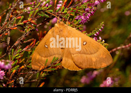 Oak eggar moth, femme, Lasiocampa quercus Banque D'Images