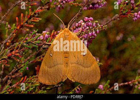 Oak eggar moth, femme, Lasiocampa quercus Banque D'Images