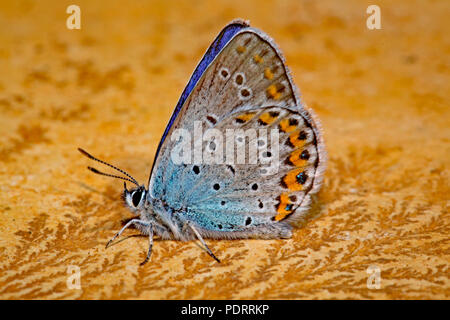 L'reverdin, bleu Plebejus argyrognomon traces fossiles, Banque D'Images