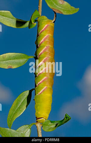 Privet hawk moth, Caterpillar, Sphinx ligustri Banque D'Images