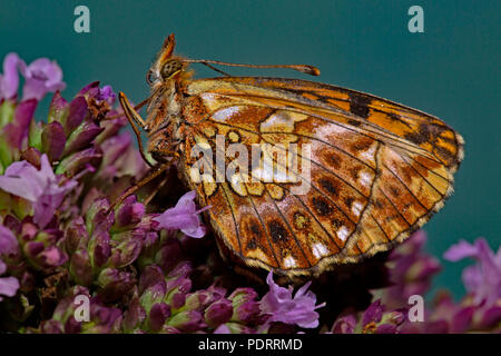 Weaver's fritillary, Boloria dia Banque D'Images