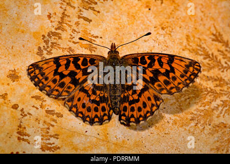 Weaver's fritillary, traces fossiles, Boloria dia Banque D'Images