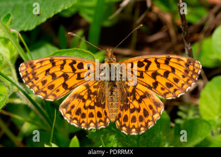 Weaver's fritillary, Boloria dia Banque D'Images